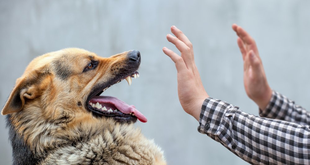 glendale dog bite lawyer